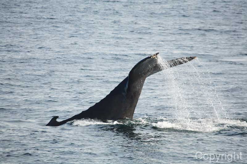 humpback