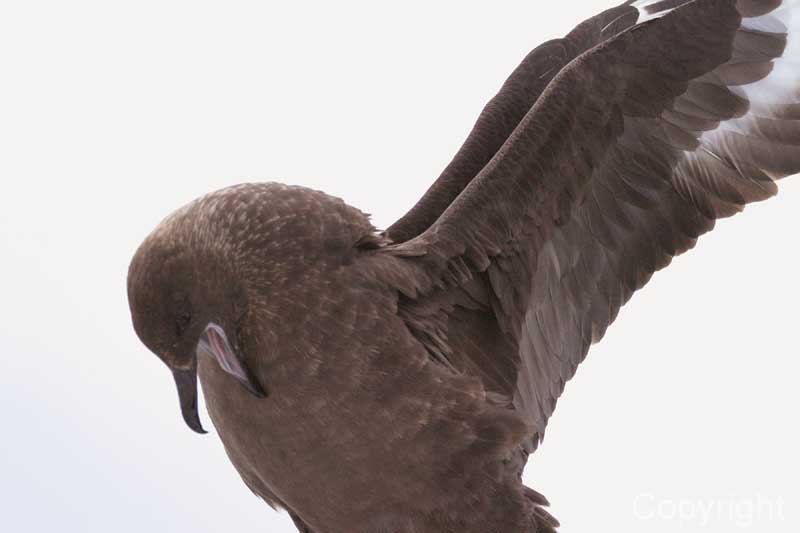 skua