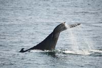 humpback