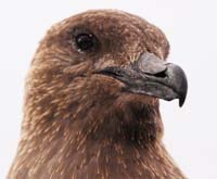 skua head