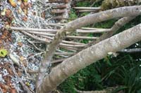 foreshore trees
